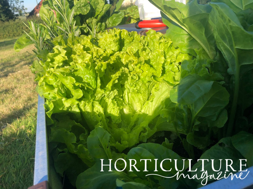 A lettuce plant with lots of leaves growing in a planter next to other leafy plants