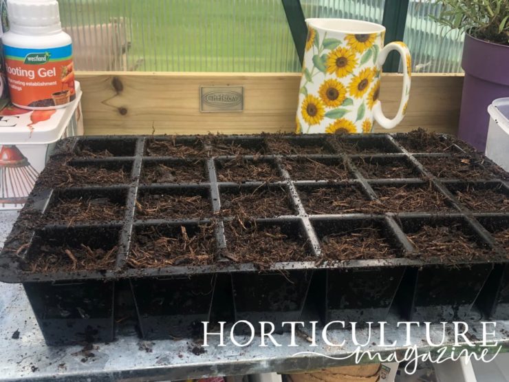 Growing Cabbages From Seed YearRound Horticulture.co.uk