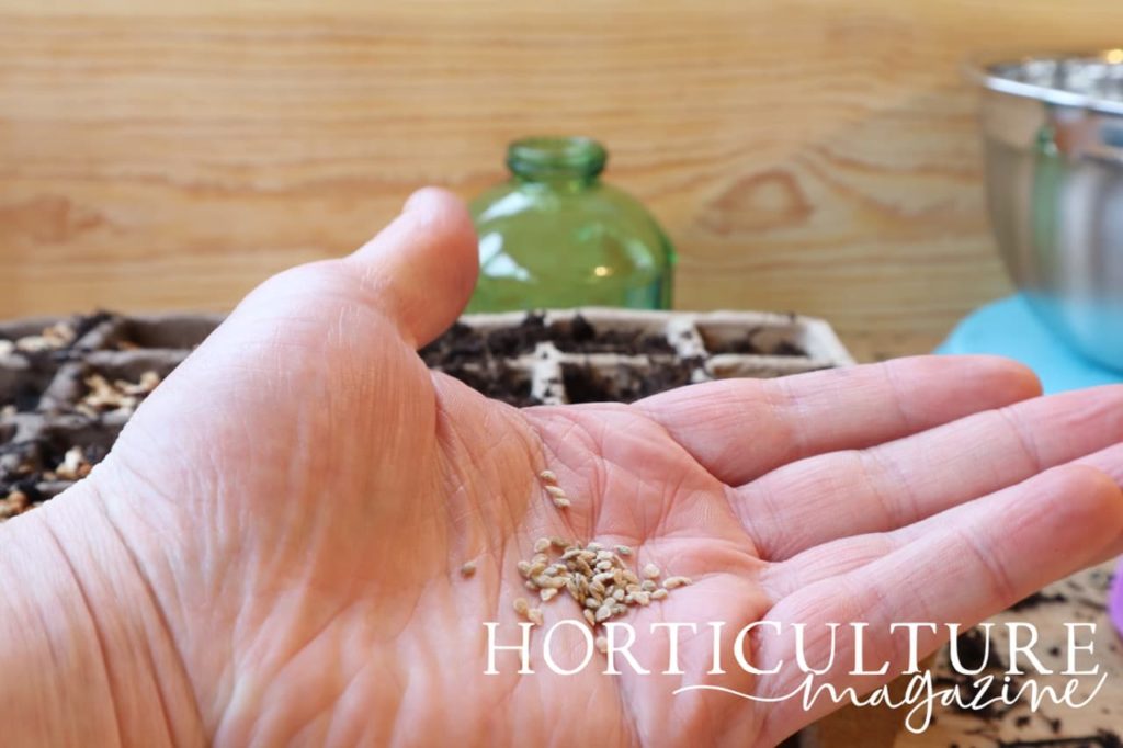 a hand holding tomato seeds in front of growing equipment on a potting bench
