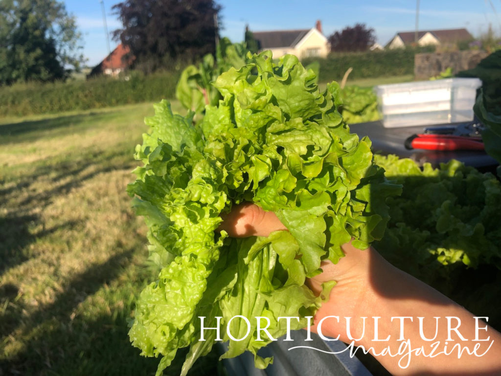 A handful of lettuce leaves shown in front of a garden on a sunny day