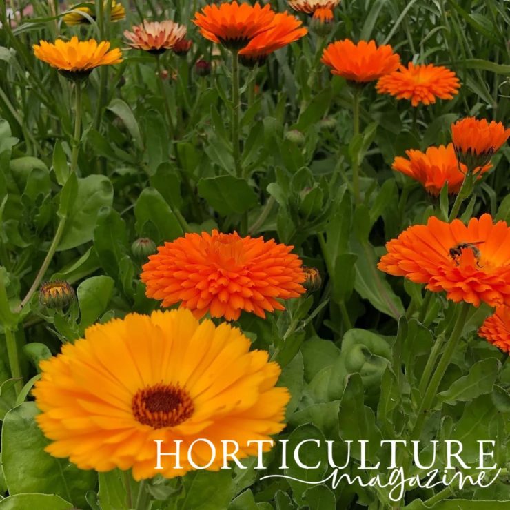 How (And Why) To Deadhead Calendula Horticulture.co.uk