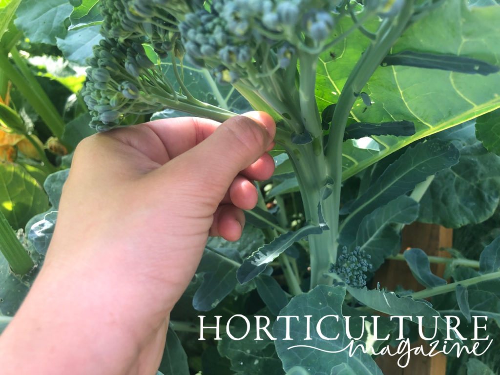 How And When To Harvest Broccoli Horticulture.co.uk