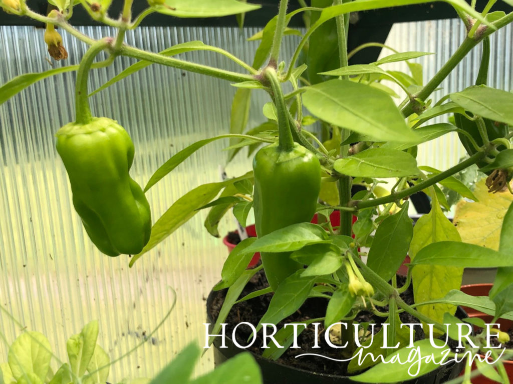 Two green chilli pepper fruits with lots of leaves that are growing from a pot in a greenhouse