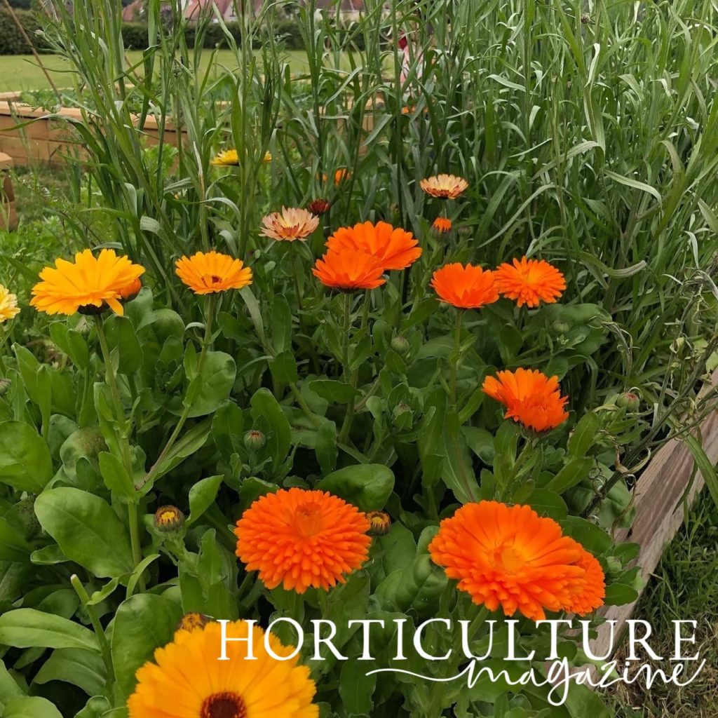 calendula growing from raised beds as part of a companion planting scheme