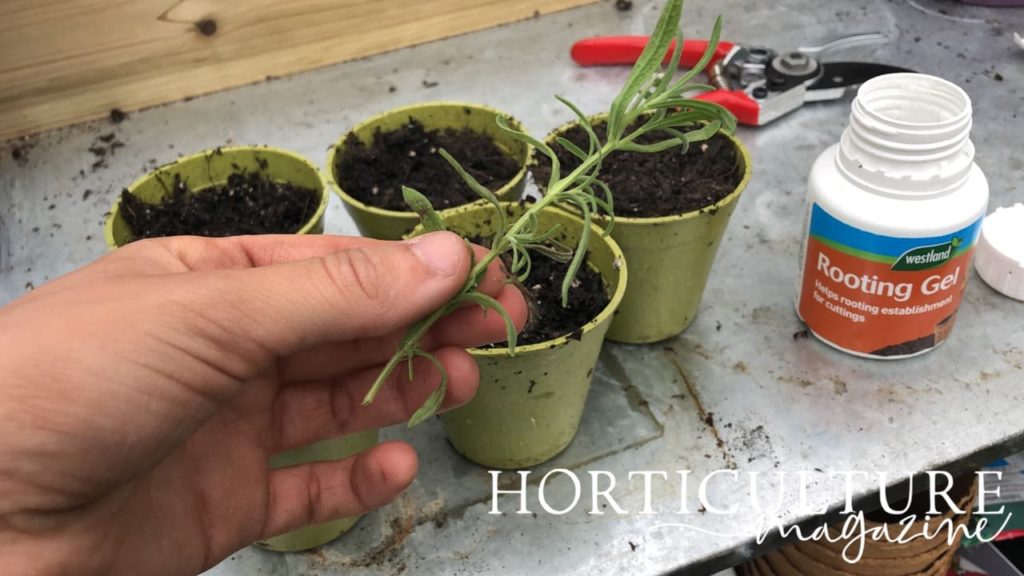 a lavender cutting being held with secateurs, pots and rooting gel sat on a potting table