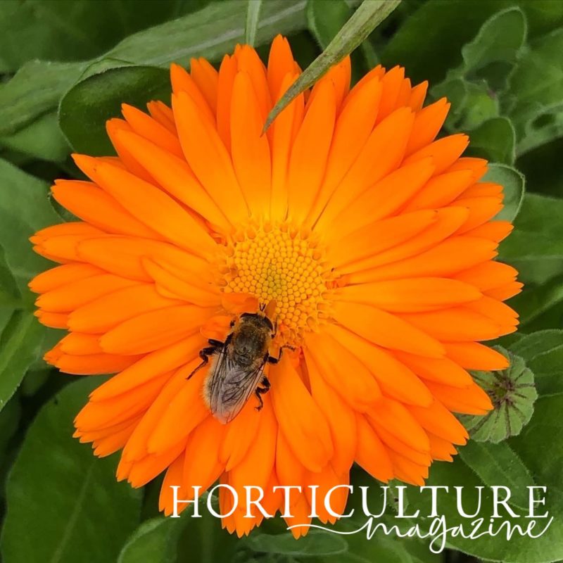 How (And Why) To Deadhead Calendula Horticulture.co.uk