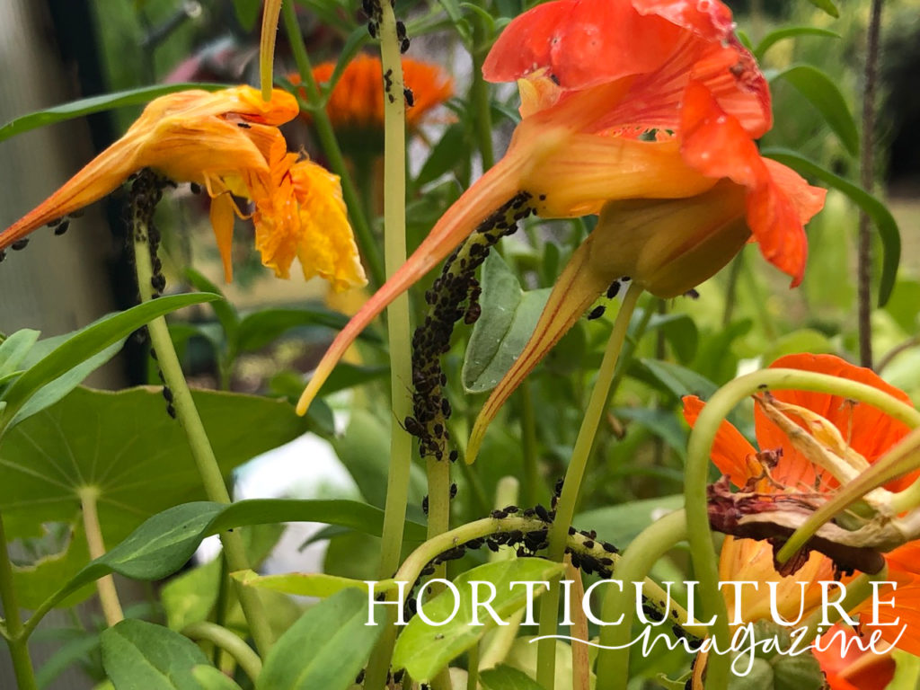 orange flowering nasturtium that have lots of black aphids covering the stem in front of a green, leafy backdrop