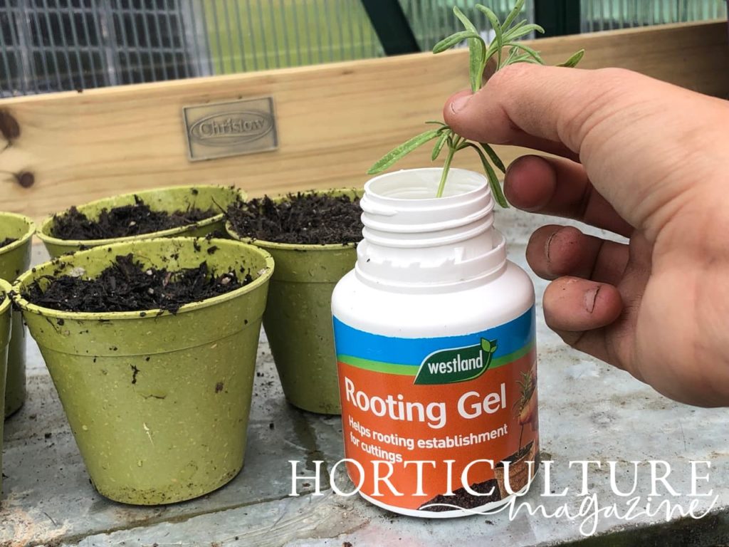 hand dipping lavender cutting in rooting gel, with prepared pots in the background