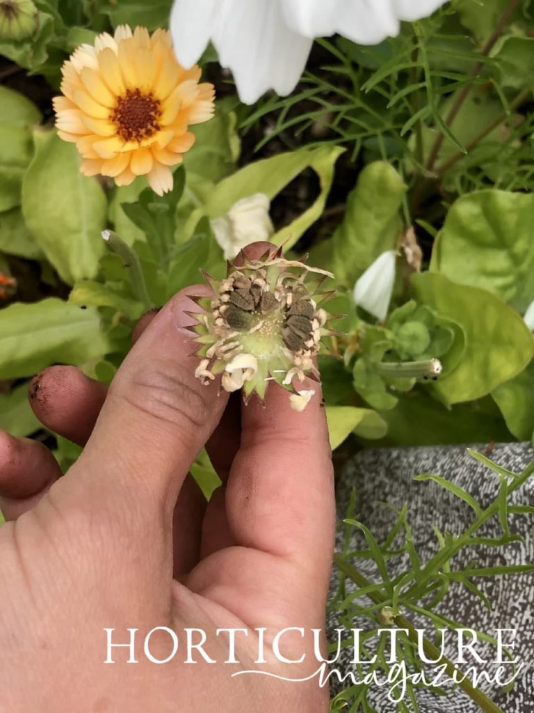 spent blooms of calendula which have gone to seed pinched between the thumb and forefinger of a gardeners hand