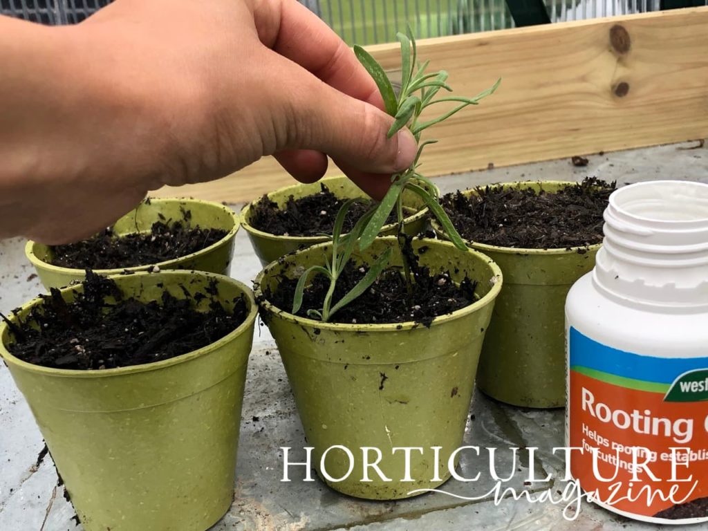 a cutting being placed in prepared pots filled with compost