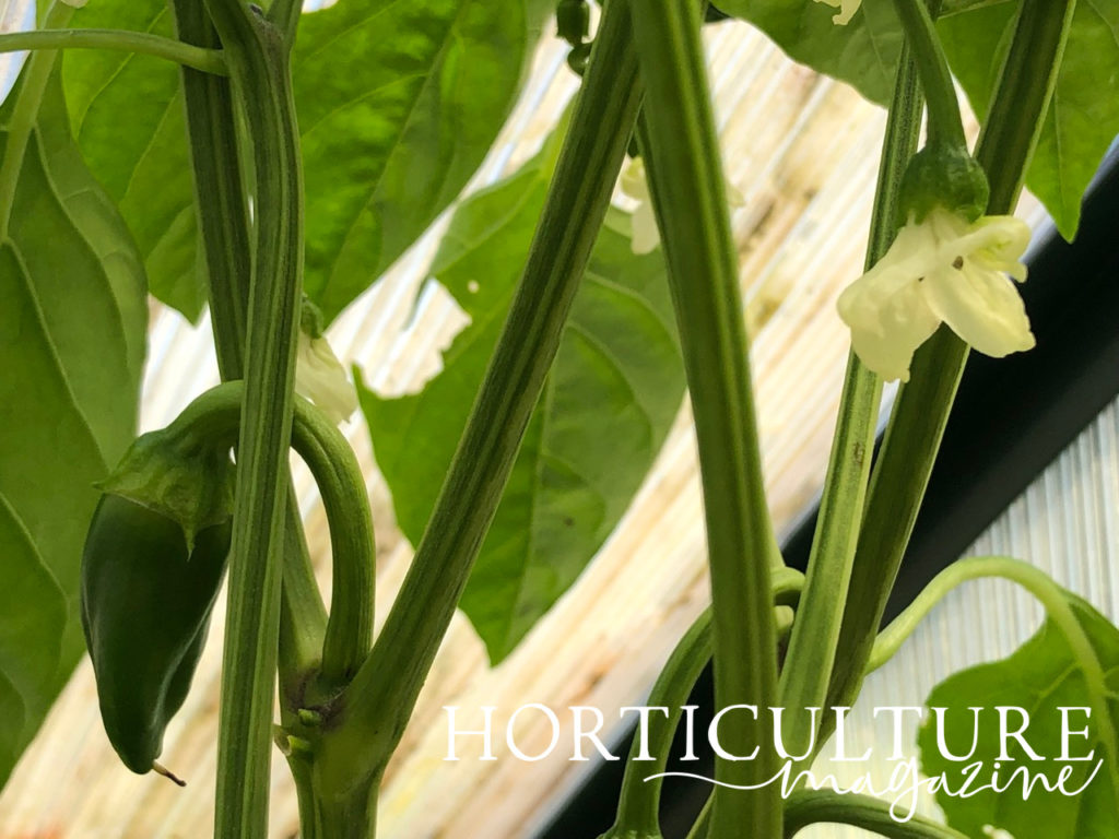 A close-up image of a growing green chilli pepper with the white flowers of the plant