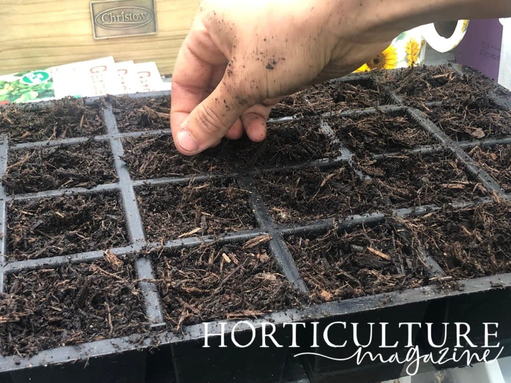 a hand placing onion seeds in prepared holes