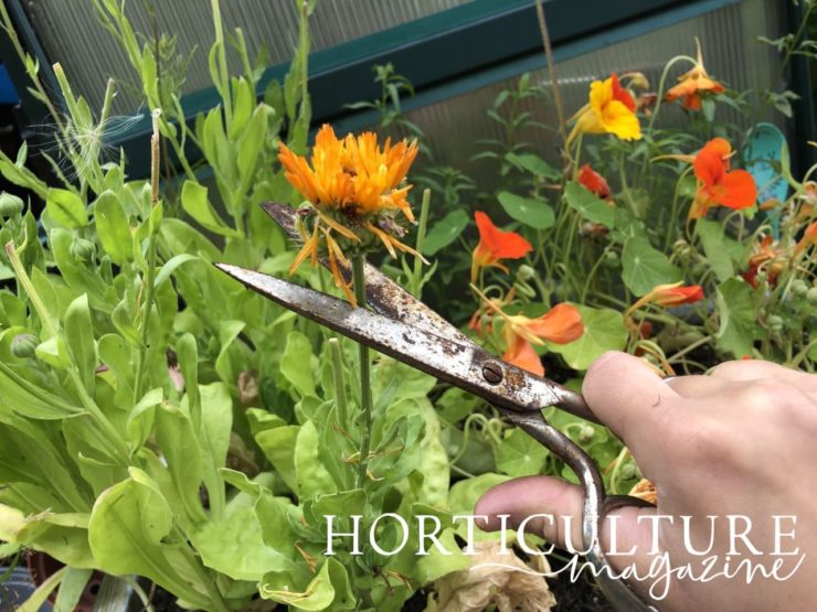 How (And Why) To Deadhead Calendula Horticulture.co.uk