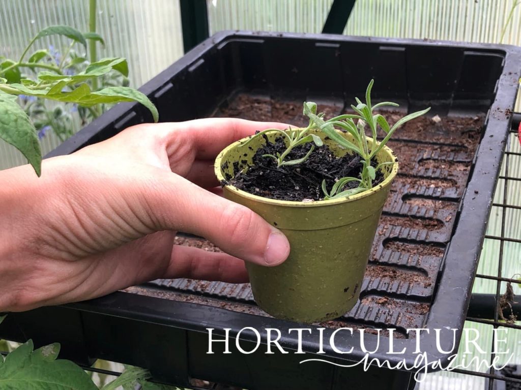 lavender cuttings in a small green pot being placed on a greenhouse propagation tray