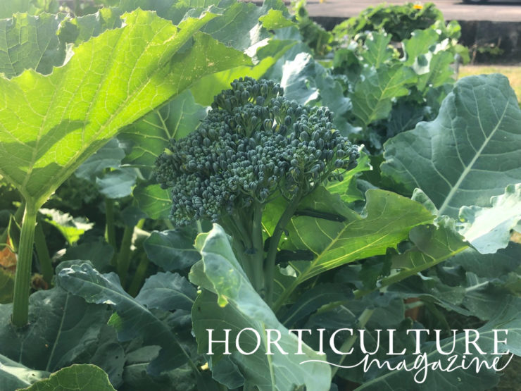 How And When To Harvest Broccoli Horticulture.co.uk