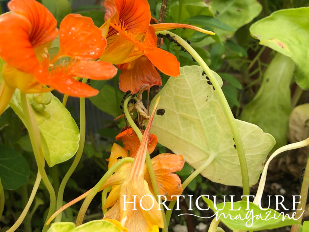 aphids shown crawling over the leaves, stem and orange flower of a nasturtium plant