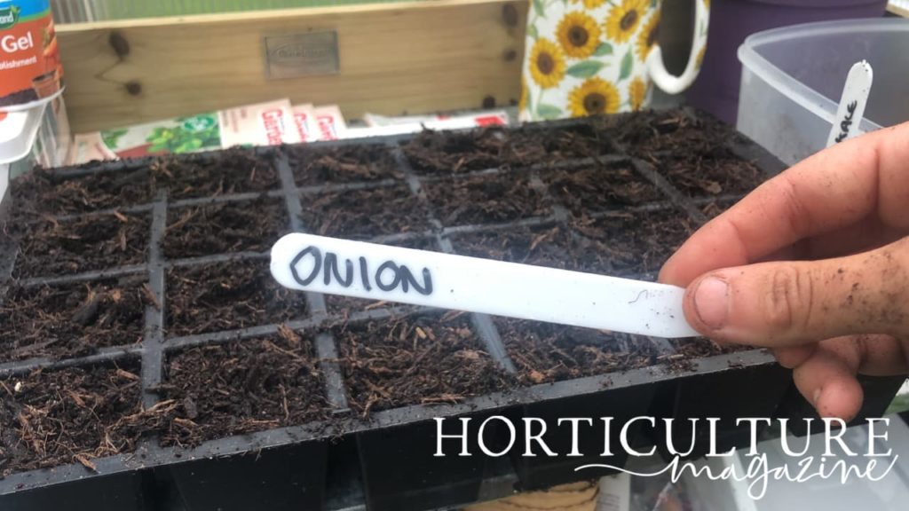 a handwritten potting label which reads &lsquo;onion&rsquo;