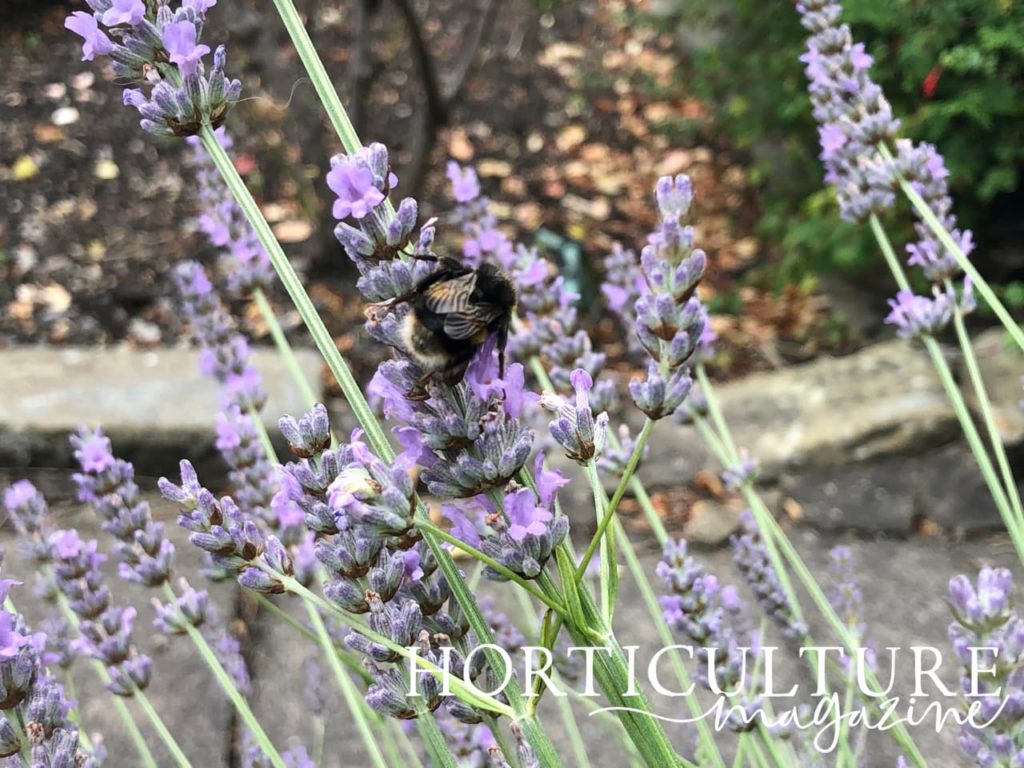 closeup of a bee harvesting pollen from English lavender