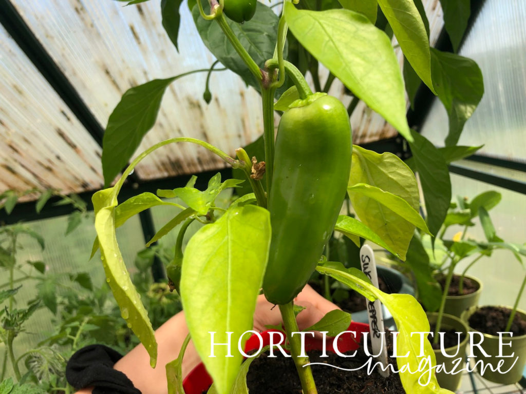 A large chilli pepper fruit growing from its plant in a pot inside a greenhouse with lots of other potted plants in the background.