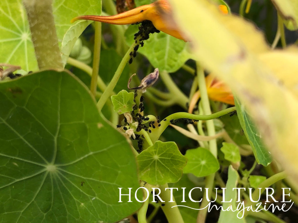 the stem and leaves of a nasturtium plant covered in small aphids that it has attracted alongside several other leaves that are unaffected