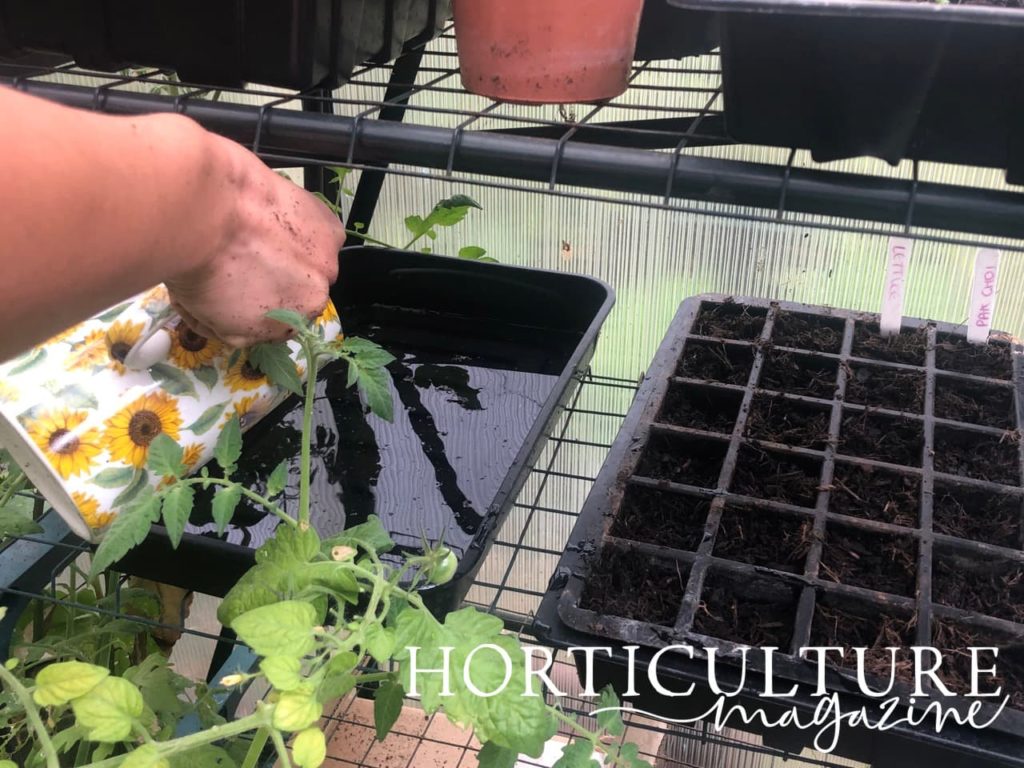 trays in a greenhouse filled with water
