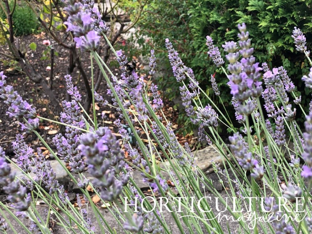 stems of English lavender swaying in the breeze with conifers in the background
