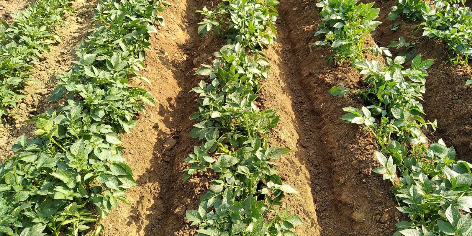 potato plants growing in rows