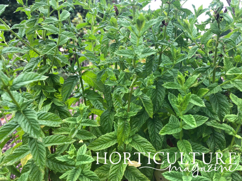 a mint plant growing in a garden bed outside