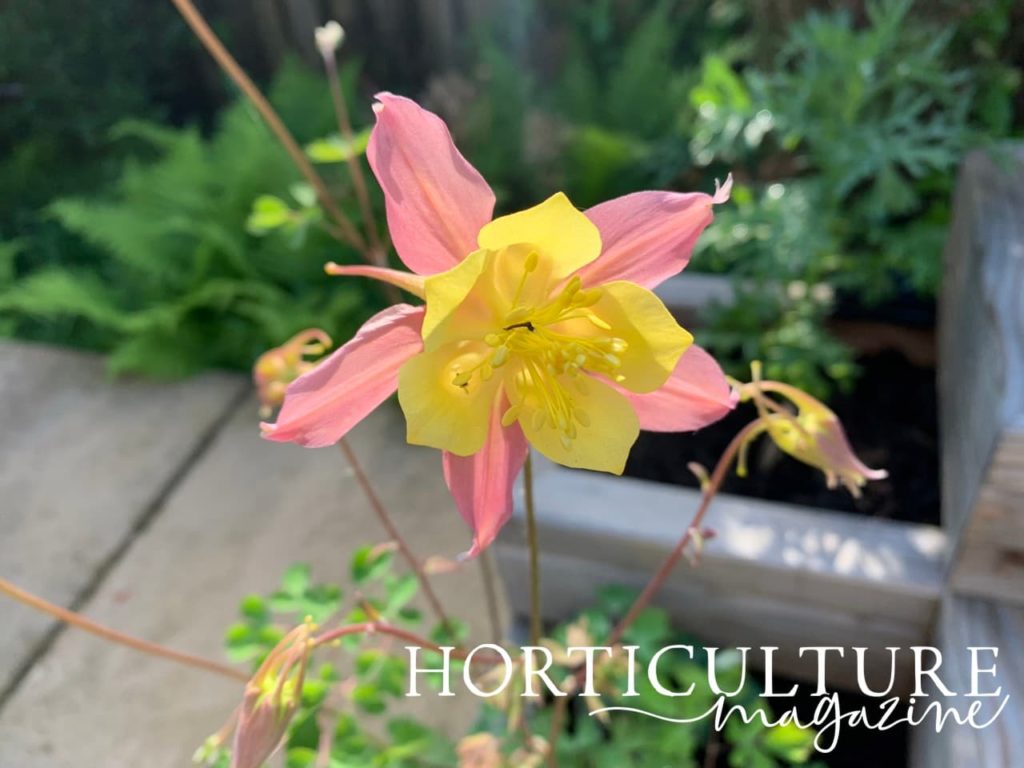pink and yellow Aquilegia flower with ferns and a planter in the background
