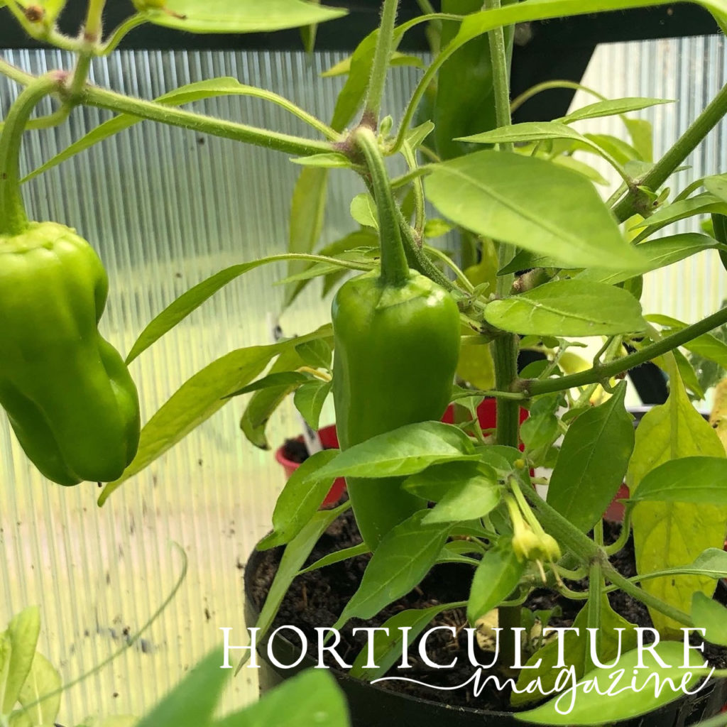 chillies hanging from a plant inside of a greenhouse