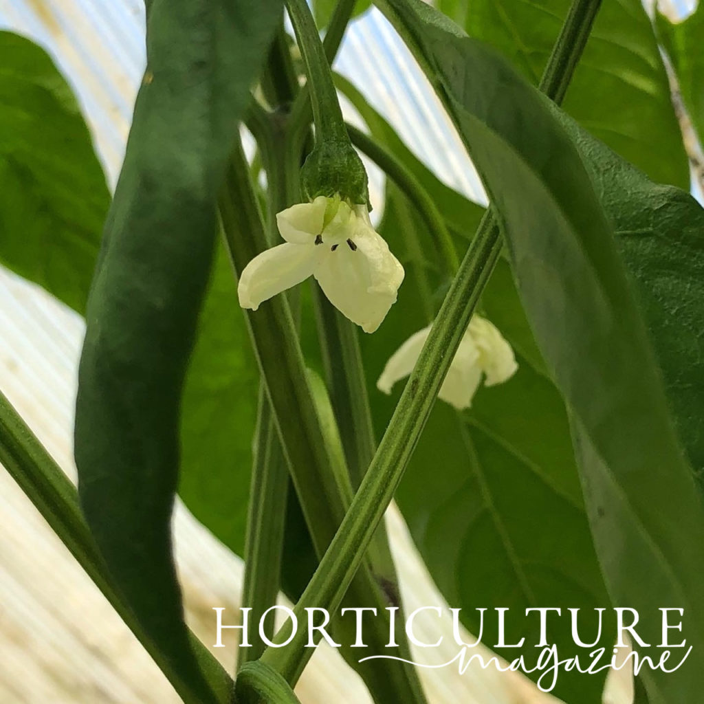 white flowers from a chilli pepper plant with its leaves in the background