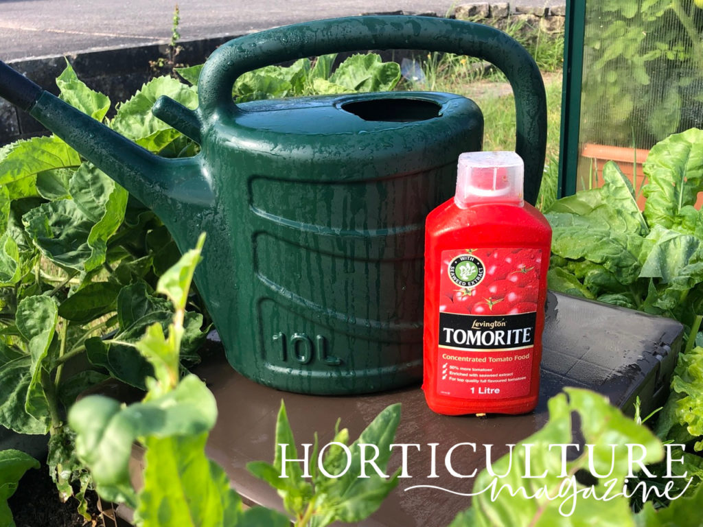 a watering can with a liquid organic tomato feed in front of it in a big red bottle, with plants growing around then