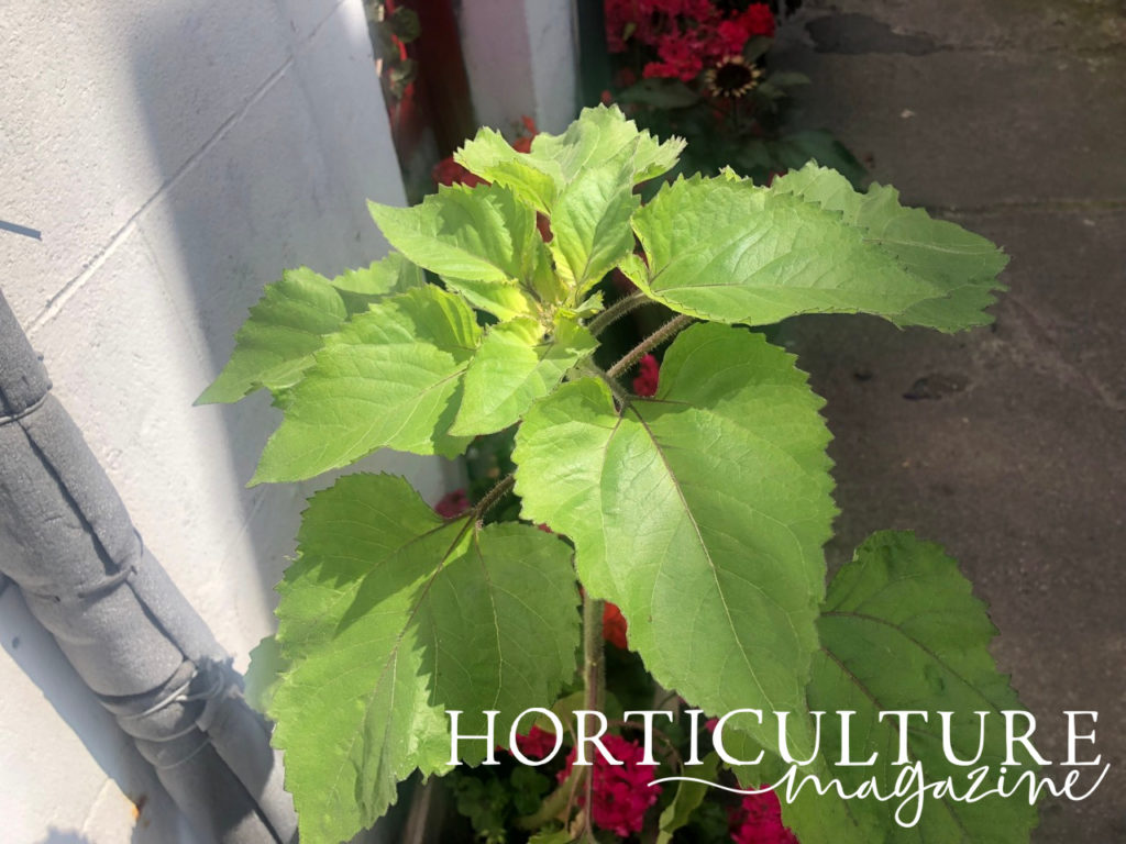 a young, growing sunflower plant in a pot with big green leaves in front of a wall and with red potted plants in the background