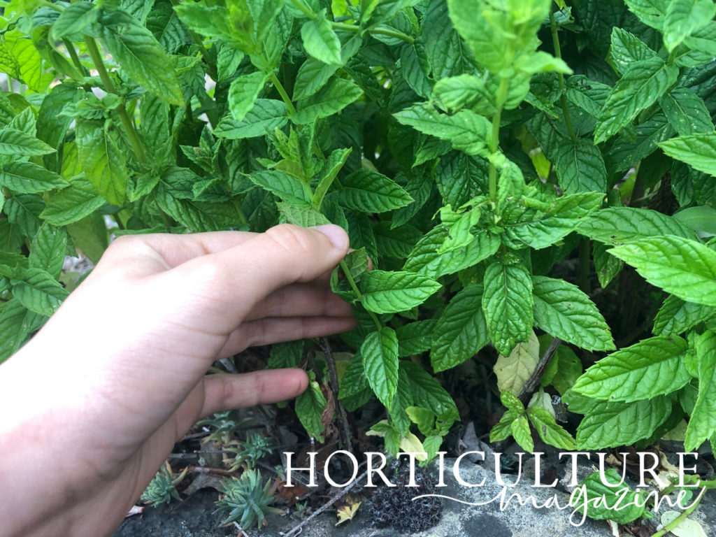 a hand holding the stem of a mint plant ready to harvest