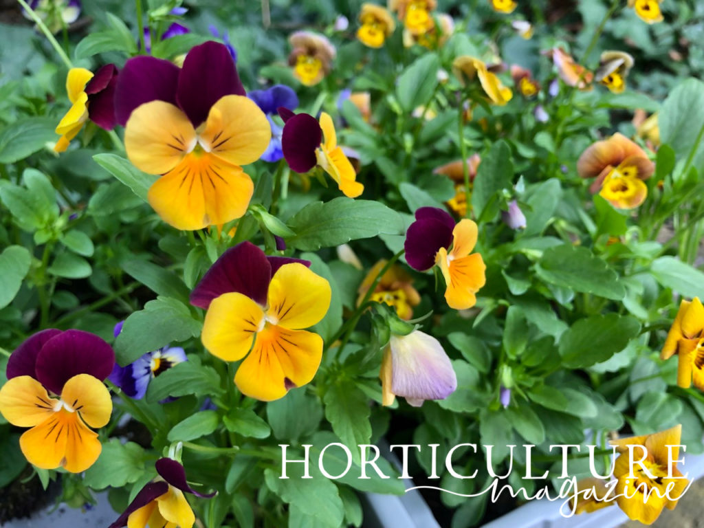 purple and yellow pansies surrounded by green leaves in a container