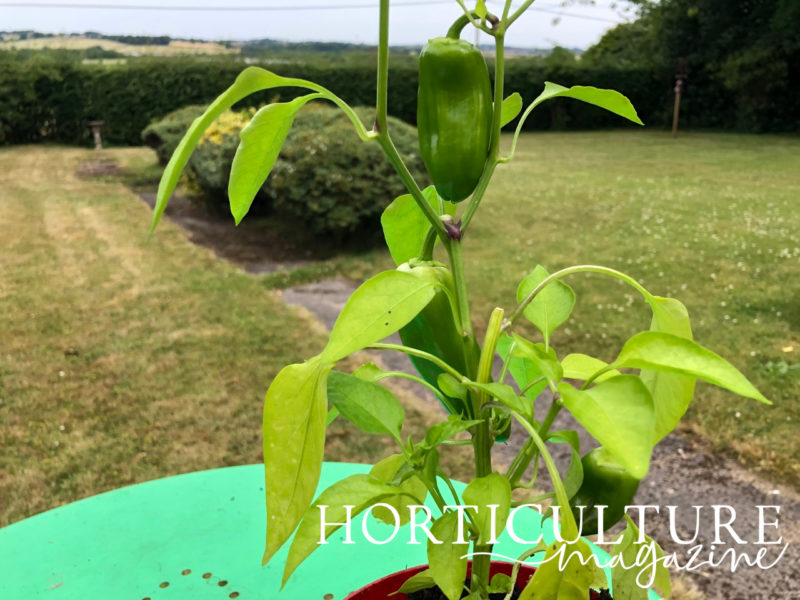 Tips For Growing Chillies In Containers Horticulture.co.uk