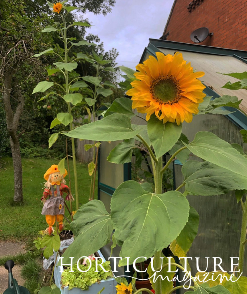 two potted sunflowers growing tall with bamboo support in place, with a greenhouse, scarecrow and an apple tree in the background