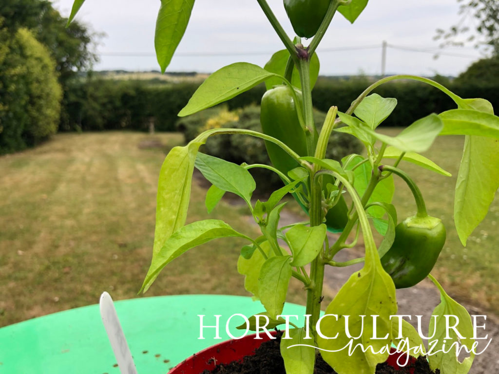 A green fruit-bearing chilli plant in a container outside with a country garden landscape behind it