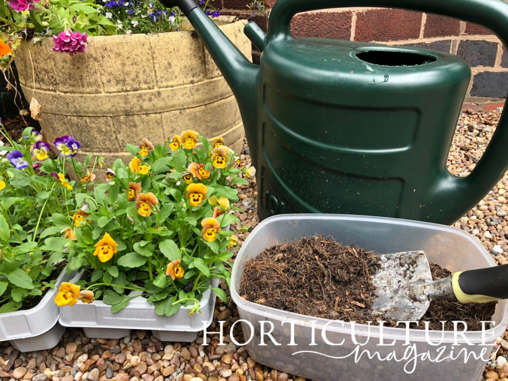 yellow pansies growing in trays next to a watering can and some growing medium, all placed on gravel with a planter in the background