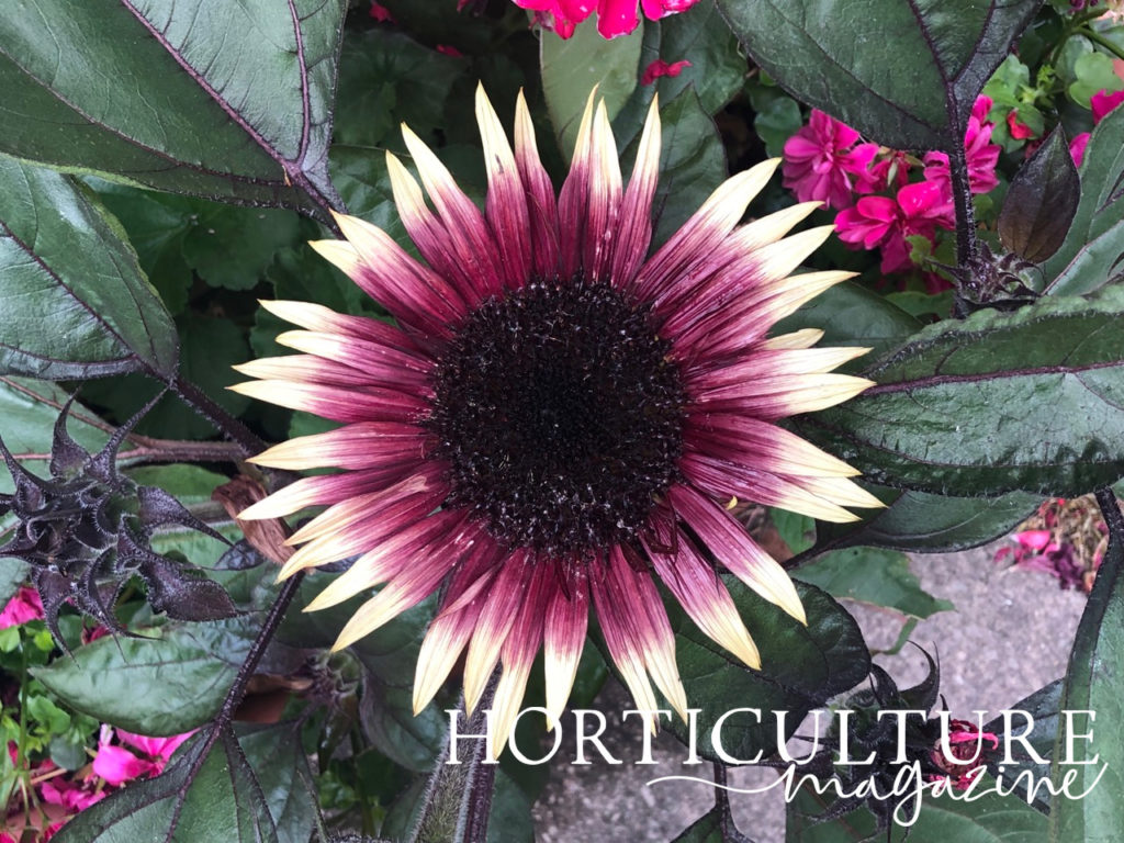 a big &lsquo;Ms Mars&rsquo; sunflower head with red petals, white tips and a black centre growing amongst its own dark green leaves