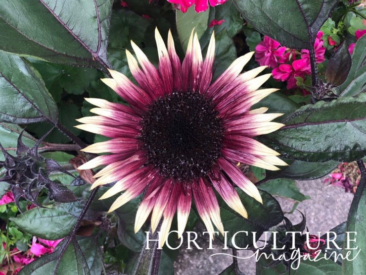 'Secure But Loose' Master Horticulturist On Supporting Sunflowers As