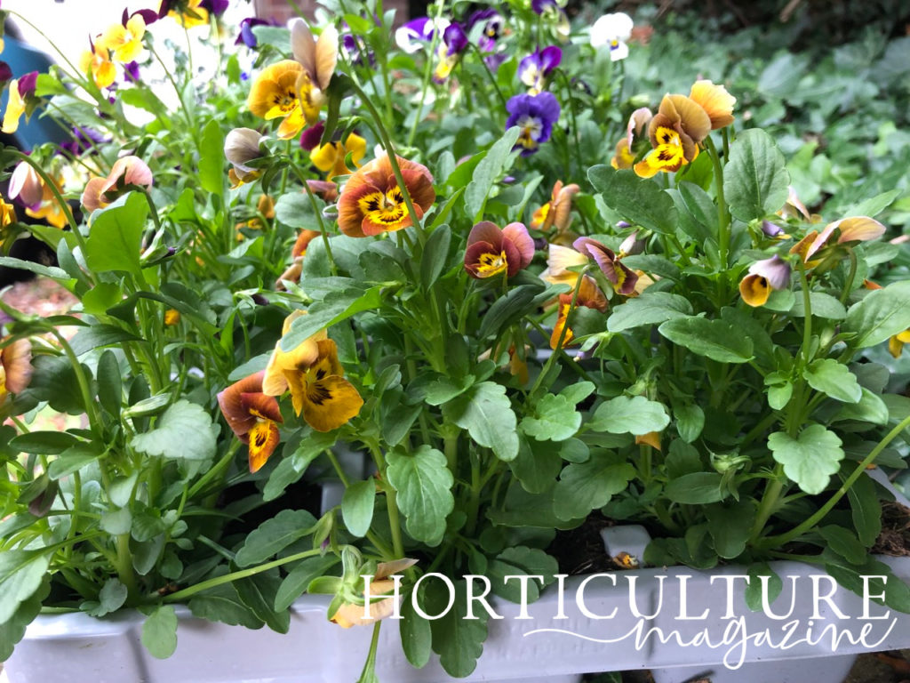 orange, purple and yellow flowering pansies in a pot with lots of leaves growing around them