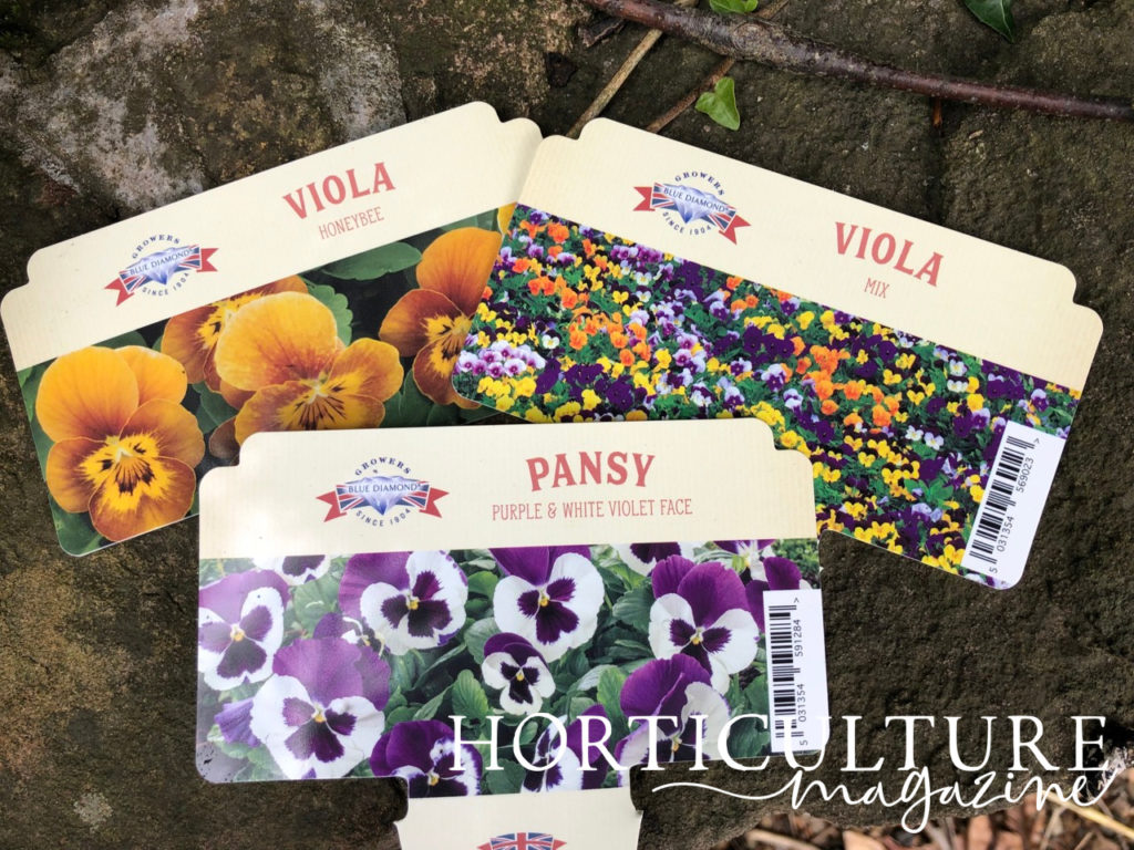 three labels of different varieties of pansy and viola plants laying on top of a stony floor outside