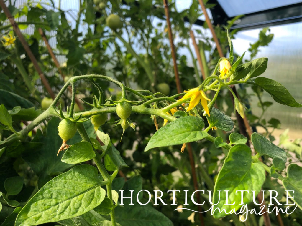 a tomato plant with some fruit beginning to show and yellow flowers at the end of the stem growing inside a greenhouse with other tomato plants in the background