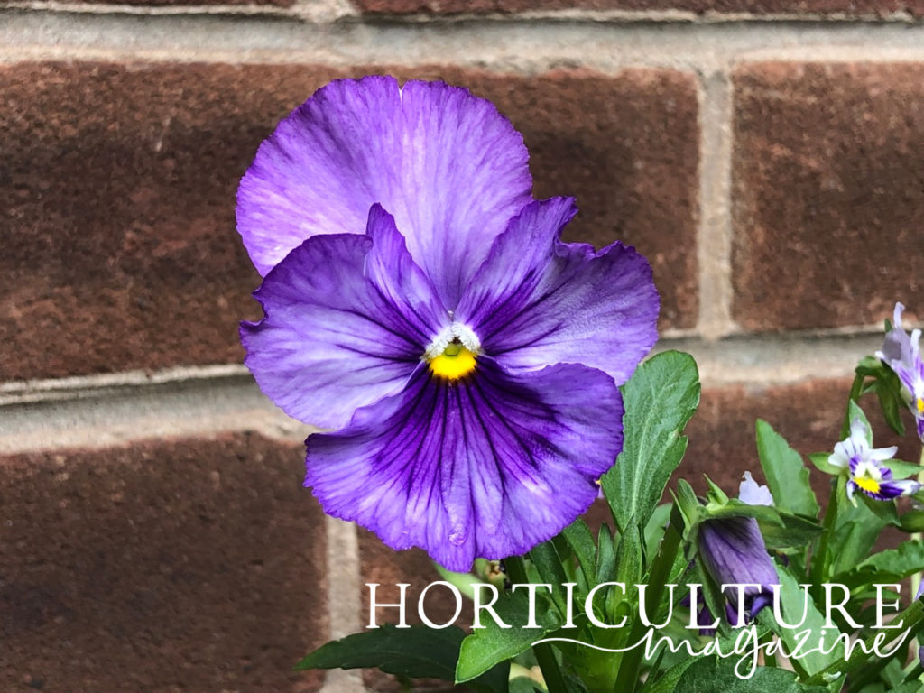 a close-up image of a purple flowering viola growing in front of a brick wall