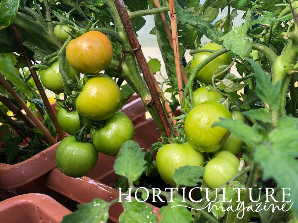 a tomato plant growing in a pot bearing some green tomatoes, with one ripening to red, next to other plants growing in pots