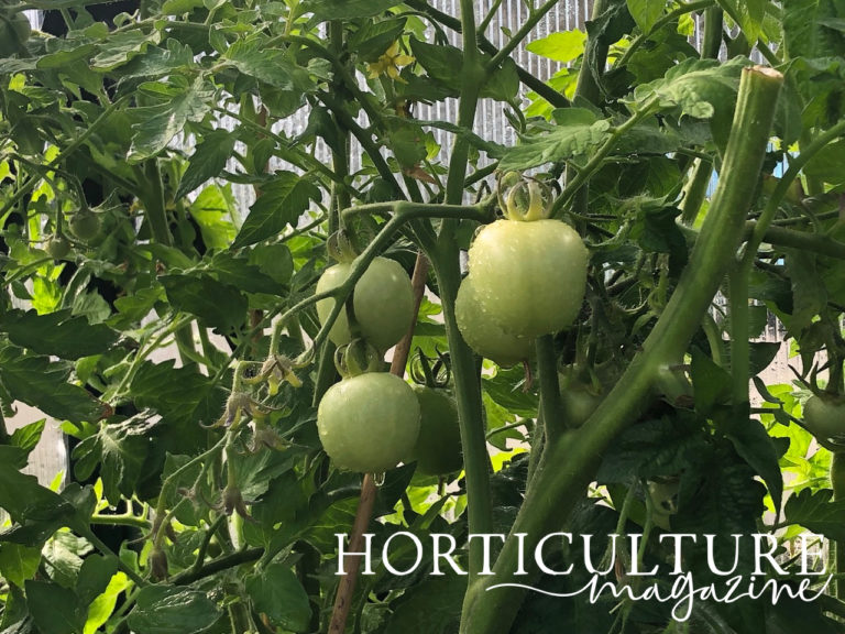 How & When To Feed Tomato Plants Horticulture.co.uk