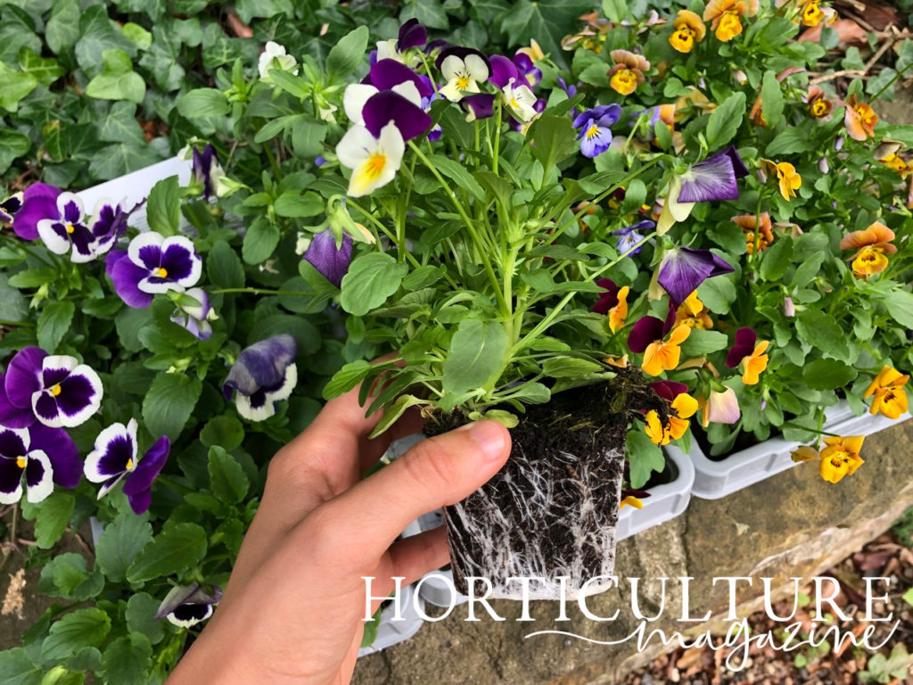 a hand holding the soil and the roots from a flowering pansy plant in front of other pansies growing in containers