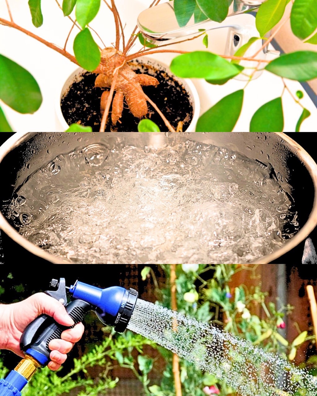Is Distilled Water Good For Plants? It's Complicated - There's No