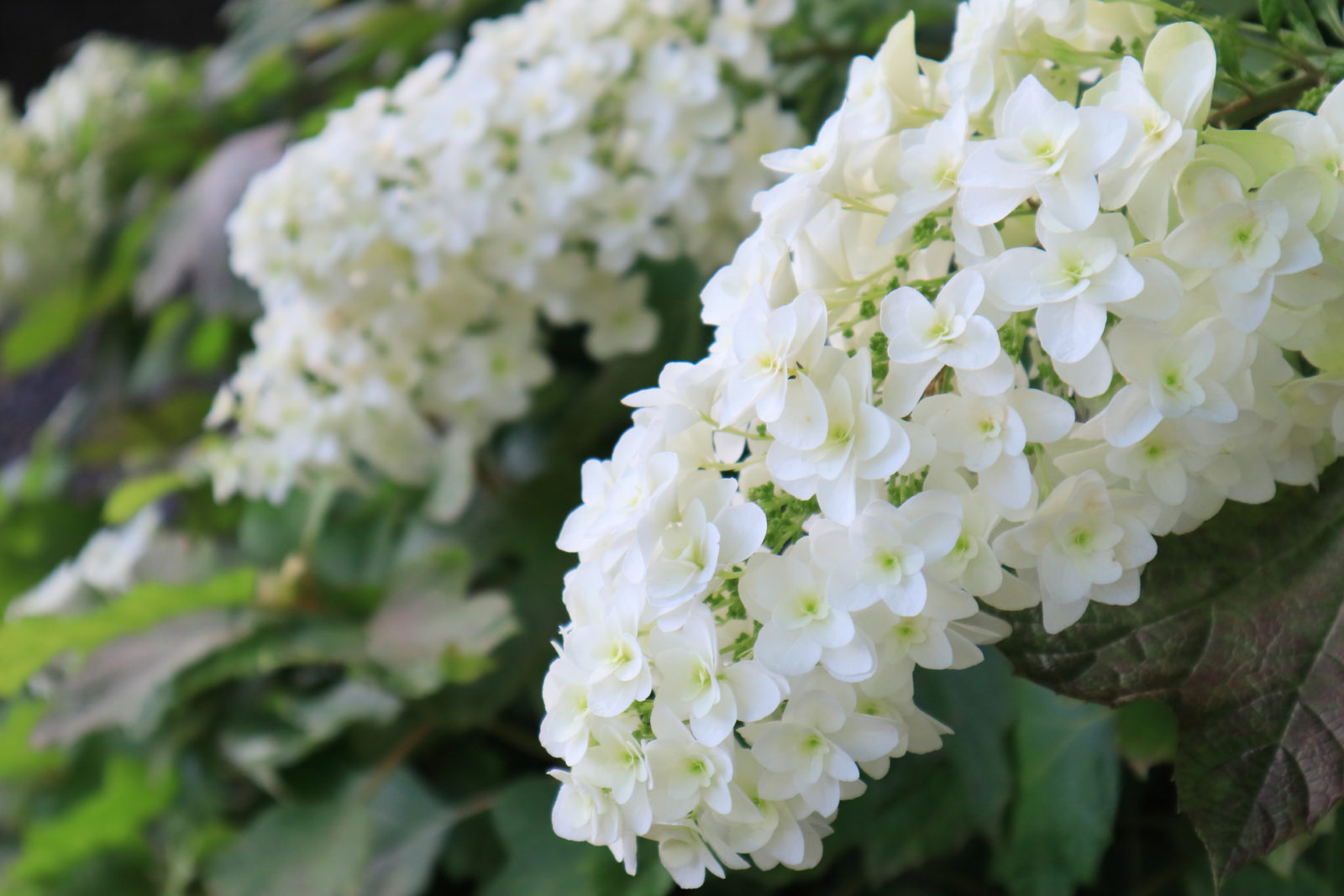 white flowering dwarf hydrangea growing outside